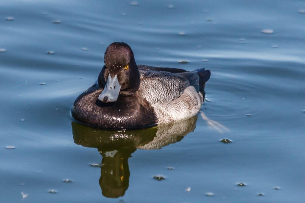Lesser Scaup - Male by Allan Hack is licensed under CC BY-ND 2.0.